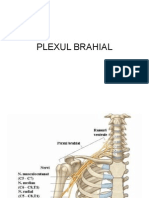 Plexul Brahial