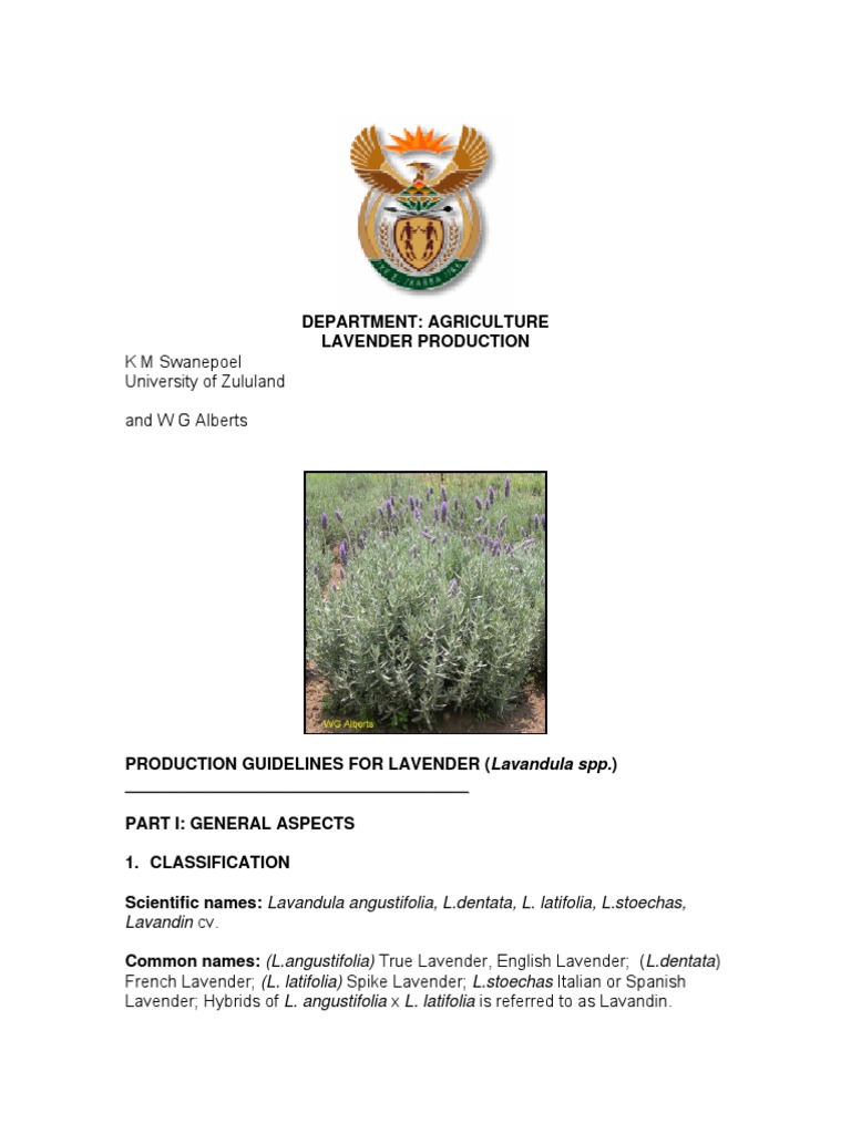 Lavender Production Guidelines in SA | PDF | Lavandula | Mulch