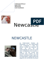 Newcastle