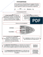 Esquema Fotosintesis