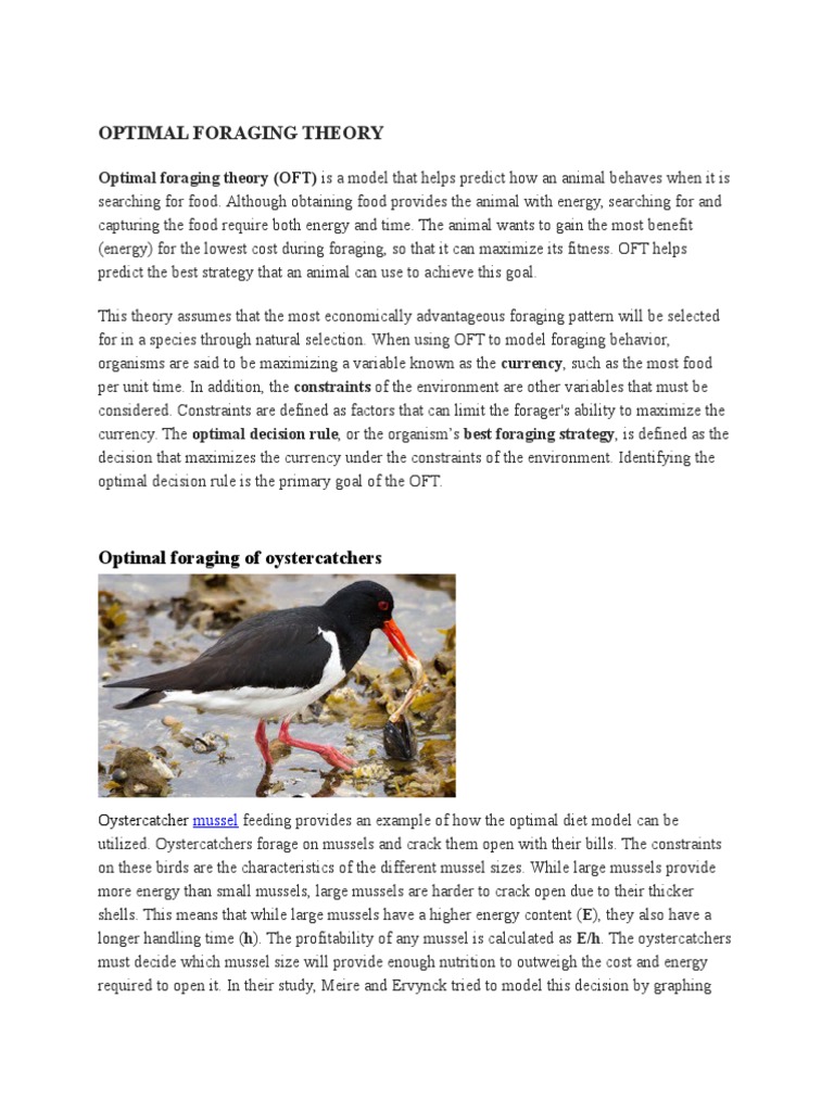 Optimal Foraging Theory | PDF | Foraging | Behavioural Sciences