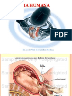 Anatomia de Hombro y Axila Asdasd