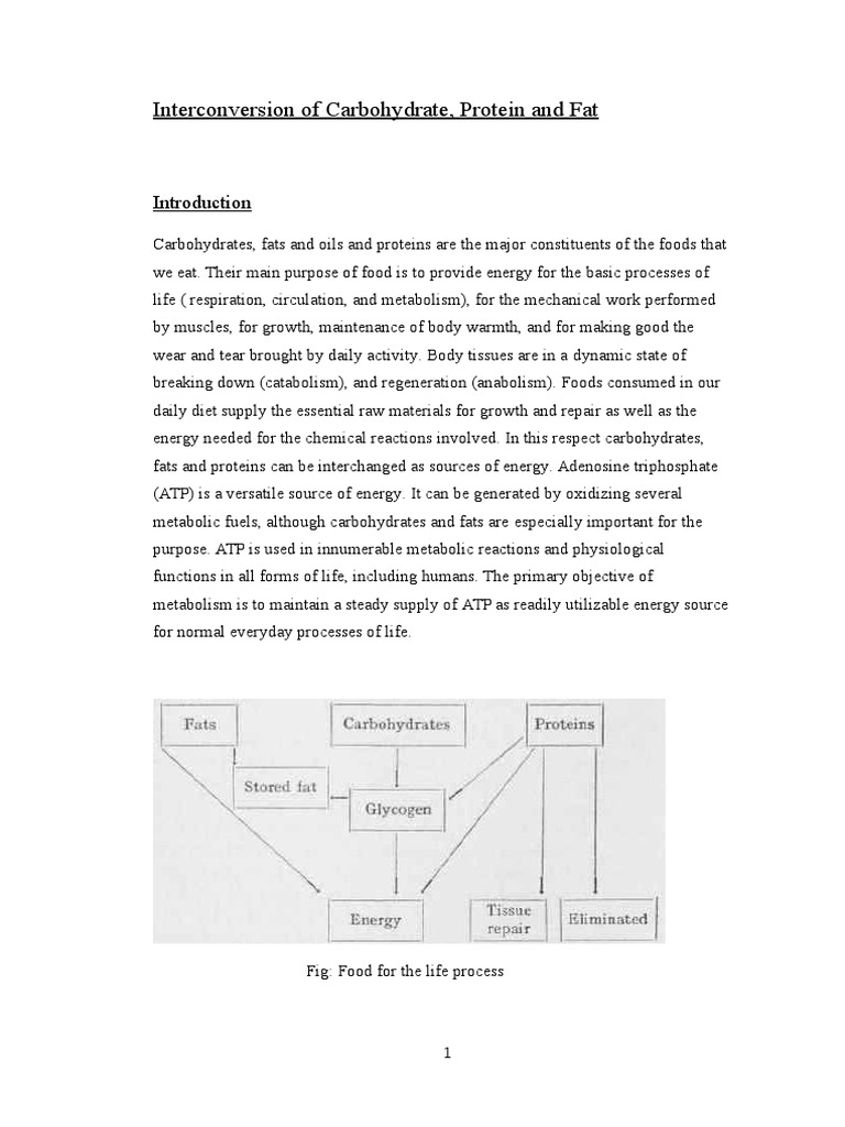 Interconversion of Carbohydrate, Protein and Fat | PDF | Fat | Carbohydrates