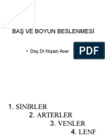 Son Eklenen Baş Boyun Arter Ven Ve Sinirleri