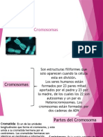 Clasificacion y Estructuras Cromosomas 2