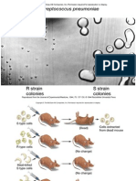 Gen Material-DNA Structure