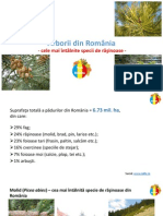 Padurile Din Romania - Rasinoase