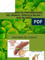 Fitoterapia Higado