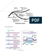 Pictures Dna