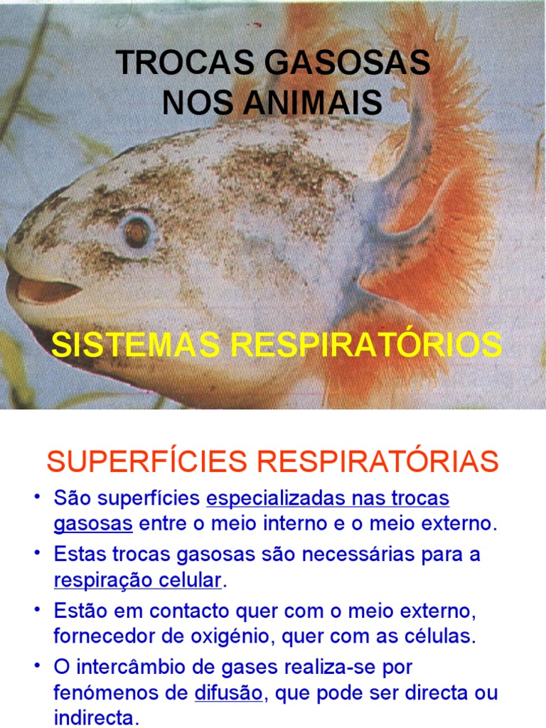 Superfícies Respiratórias nos Animais | PDF | Respiração | Brânquia
