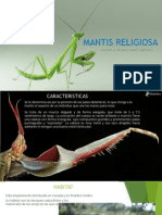 Vida de La Mantis Religiosa