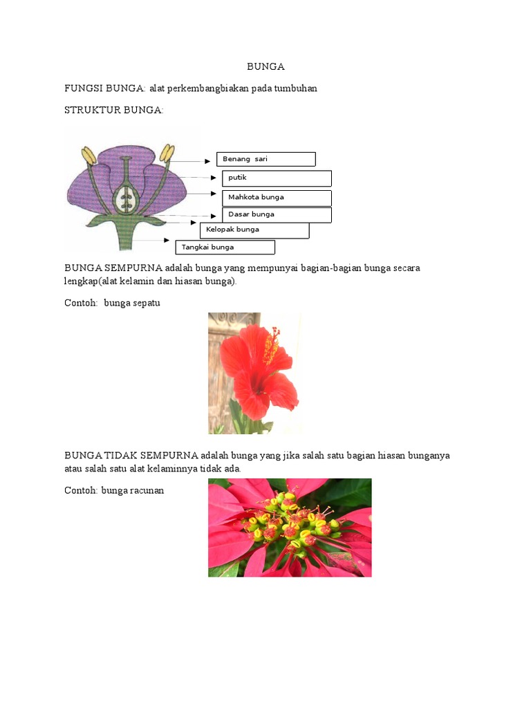 Gambar  Bunga  Tidak Sempurna Dan  Bagian  Bagiannya  Koleksi   Gambar  Bunga  Tidak Sempurna Dan  Bagian  Bagiannya  Koleksi