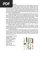 Download Paper Gandum by TiaAryana SN259644366 doc pdf