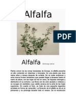 Alfalfa Planta Aromatica