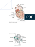 Fisiologia Cardiovascular - Slides 