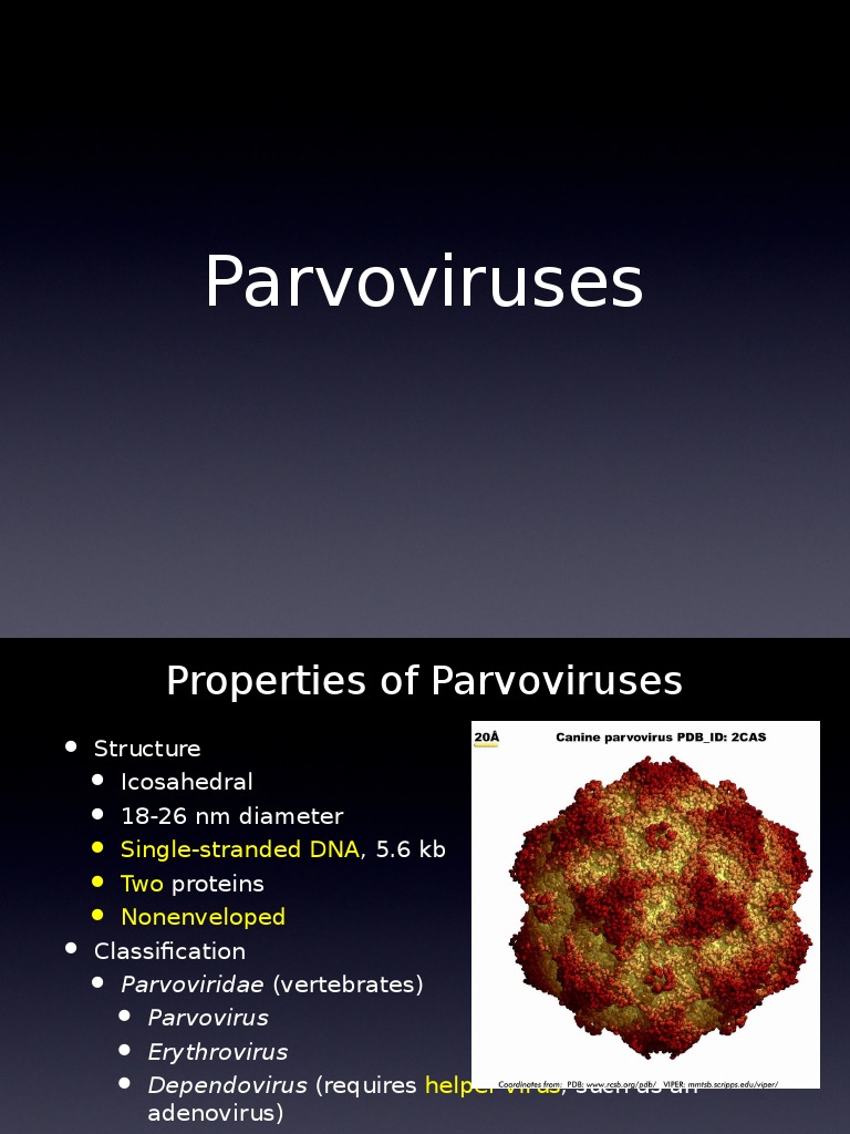 04 Chapter 31 Parvo | PDF | Virology | Virus