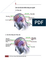 Mối Liên Hệ Cấu Trúc Bộ Não Và Tiềm Năng Con Người