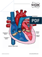 Heart Colored PDF