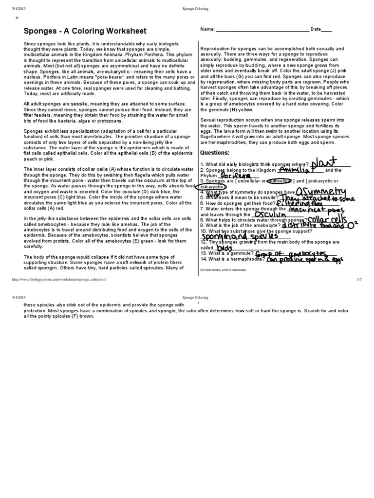 Sponge Coloring  PDF  Sponge  Protozoa Intended For Sponges A Coloring Worksheet