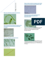 Cyanobacteria and Algae Images
