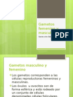 Gametos Femeninos y Masculinos