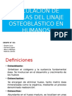 Linaje Osteoblastico