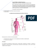 Clase 01 Fisiopatología II Doc Principales Aspectos Estructurales y Funcionales Del Sistema Nervioso