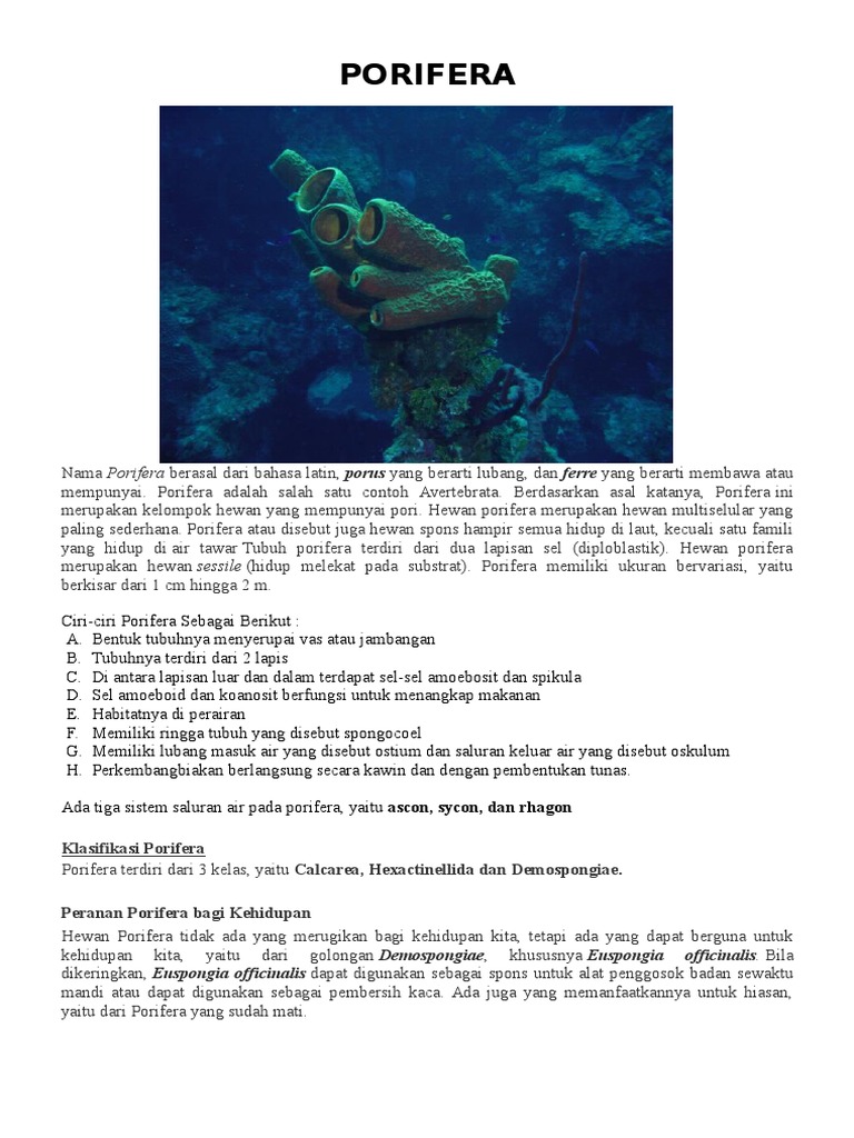 640+ Gambar Dan Nama Hewan Porifera HD Terbaik