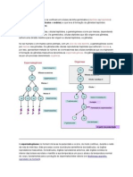 Conjunto de Fenómenos Que Se Verificam em Células Da Linha Germinativa