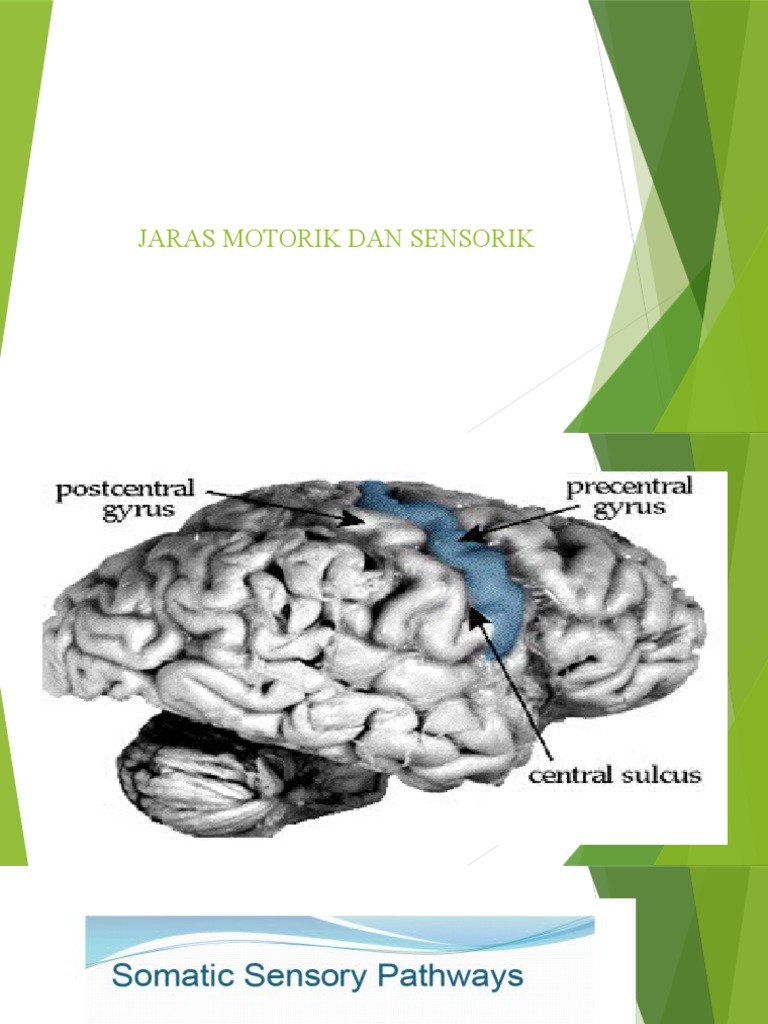 Jalur Motorik dan Sensorik Otak | PDF
