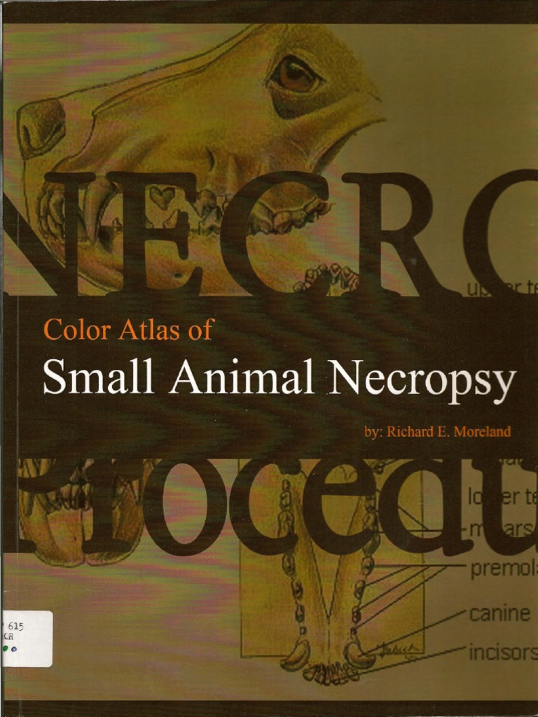 Color Atlas of Small Animal Necropsy 1 PDF Pathology Autopsy
