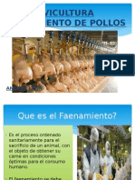 Faenamiento de Pollos