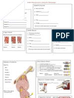 Health-Muscular System-Pg3