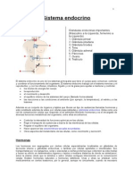 Sistema Endocrino