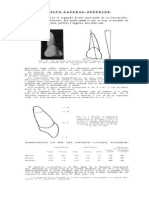 Incisivo Lateral Superior - Web - Libro de Anatomia