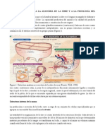 Anatomía de La Ubre y A La Fisiología Del Ordeño