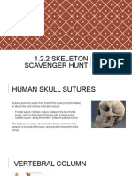 Skeleton Scavenger Hunt