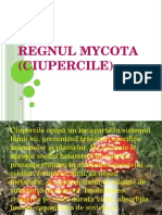 Regnul Mycota (Ciupercile)