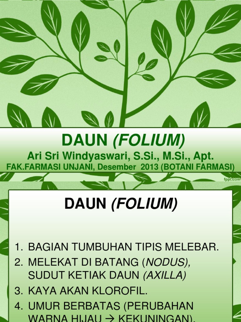 1.daun (Folium) PDF | PDF
