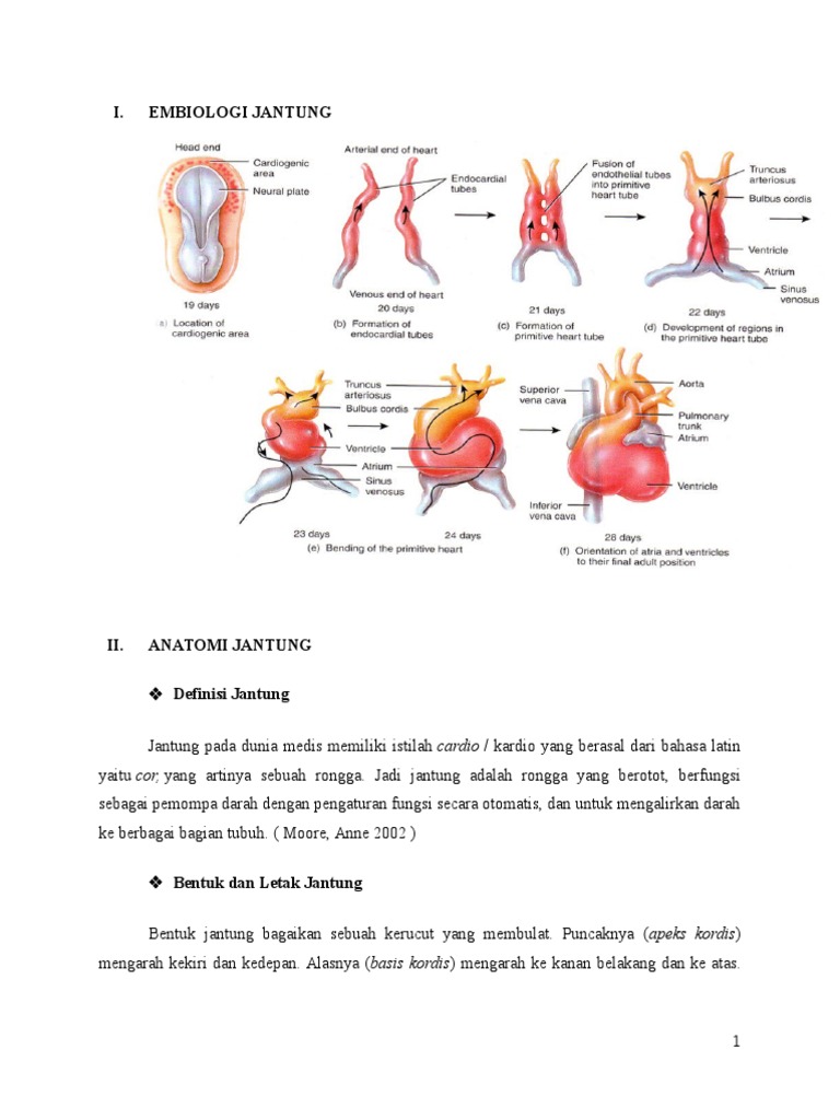 Makalah Penyakit Jantung Rematik