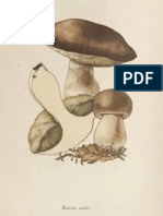 Champignon 9