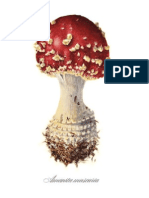 Champignon 9