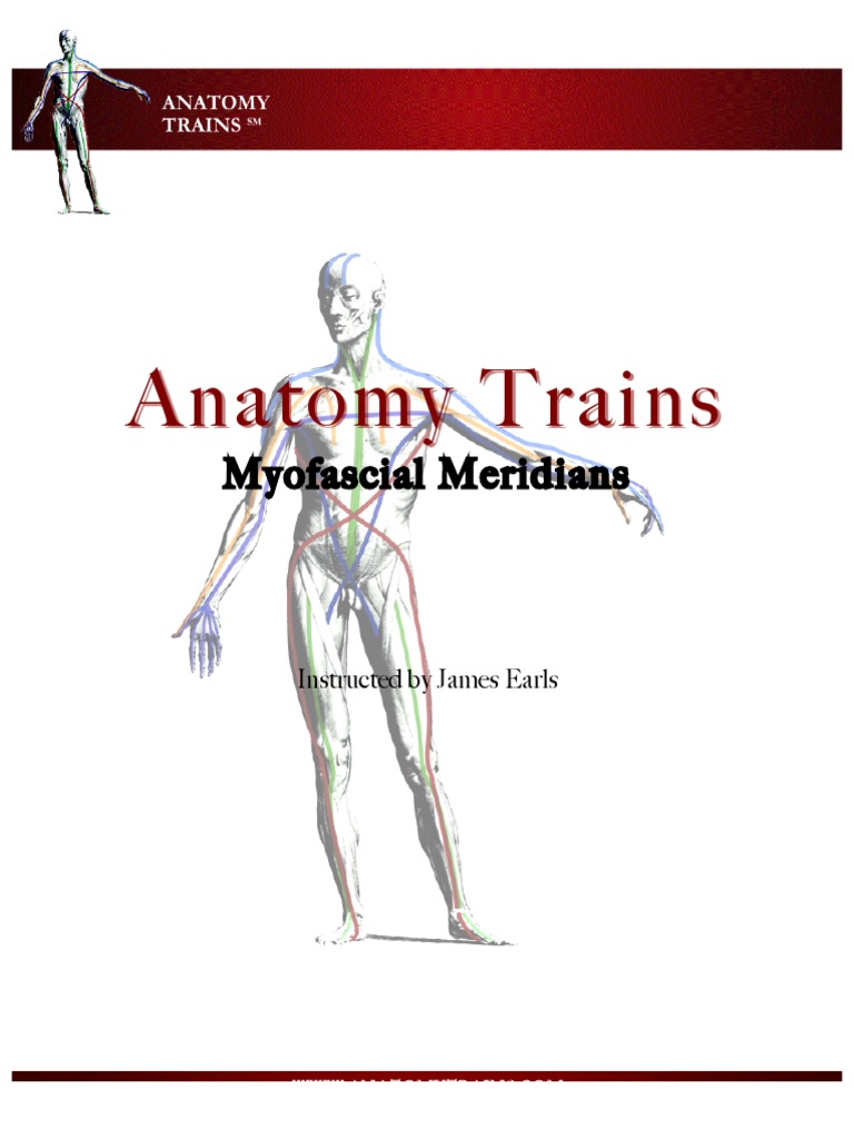 Anatomy Trains | PDF