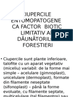 Ciupercile Entomopatogene