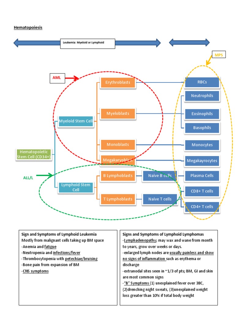 Leukemias and Lymphomas Flow Chart Modified | Lymphoma | Leukemia