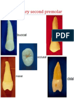 6-Max Second Premolar