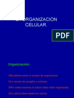 Organizacion Celular