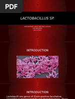 Lactobacillus SP