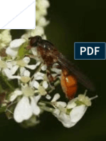 Identification Key To Species of Sphecini (Hymenoptera: Sphecidae: Sphecinae) in Iraq