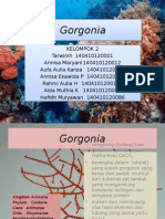 Gorgonia